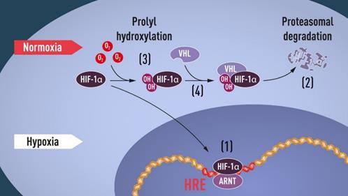 Oxygen levels