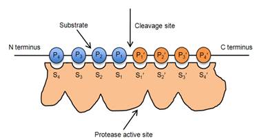 Diagram

Description automatically generated