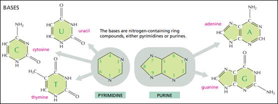 A diagram of a chemical compound

Description automatically generated with medium confidence