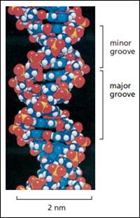 A dna structure with red and blue balls

Description automatically generated