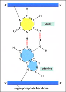 A diagram of a molecule

Description automatically generated